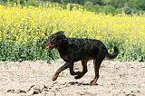 BEAUCERON 817